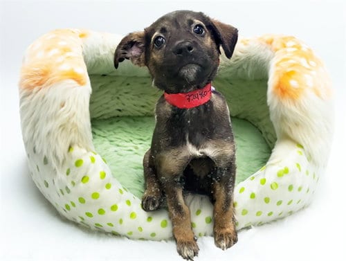 Photo of Sally, adoptable German Shepherd Dog in Ft Lauderdale, Florida
