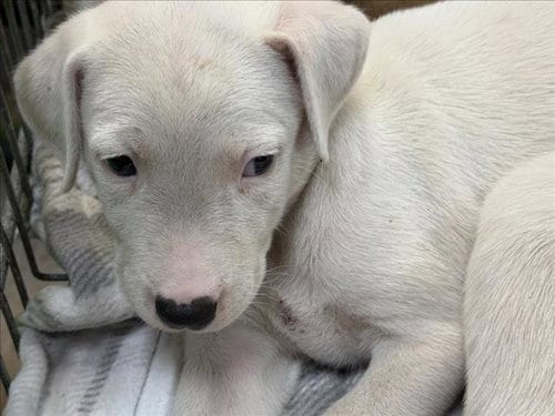 Photo of Pumkin, adoptable Labrador Retriever in Tulsa, Oklahoma