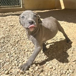 Photo of Shockwave 6875, adoptable Mixed Breed (Medium) in Loxahatchee, Florida