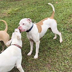 Photo of Betty White, adoptable Boxer in Zebulon, Georgia