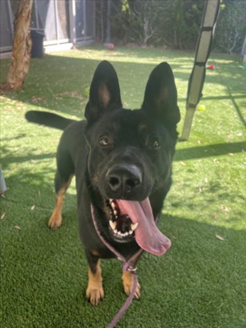 Photo of Miko, adoptable German Shepherd Dog in Los Angeles, California