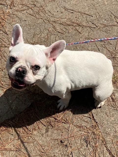 Photo of Spider, adoptable French Bulldog in Dallas, Texas