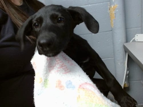 Photo of Marinela, adoptable Labrador Retriever in Albuquerque, New Mexico