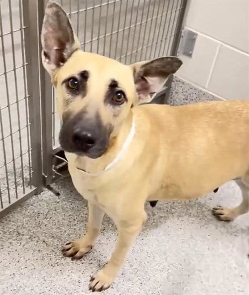Photo of A662982, adoptable German Shepherd Dog in Houston, Texas