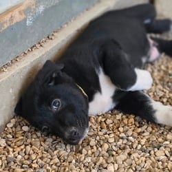 Photo of Dougie JuM, adoptable German Shepherd Dog Mixed Breed (Medium) in Baltimore, Maryland