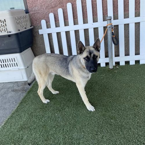 Photo of A614823, adoptable German Shepherd Dog in Modesto, California