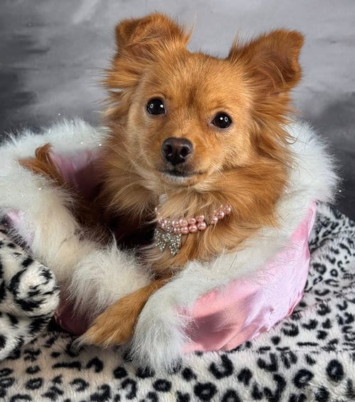 Photo of Cinnabon, adoptable Pomeranian in Garland, Texas