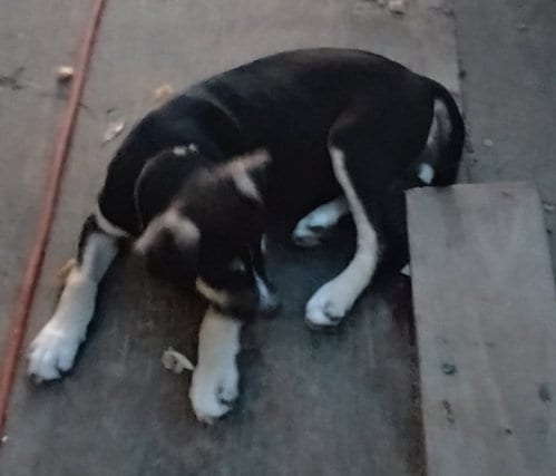 Photo of Pedro, adoptable Staffordshire Bull Terrier in The Woodlands, Texas