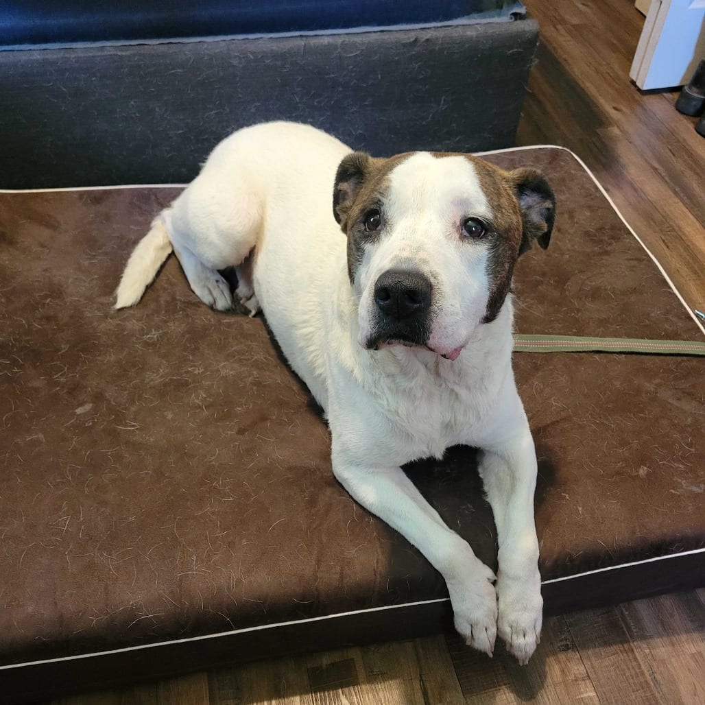 Photo of Bailey FC AB, adoptable Mixed Breed (Large) in Union, Missouri