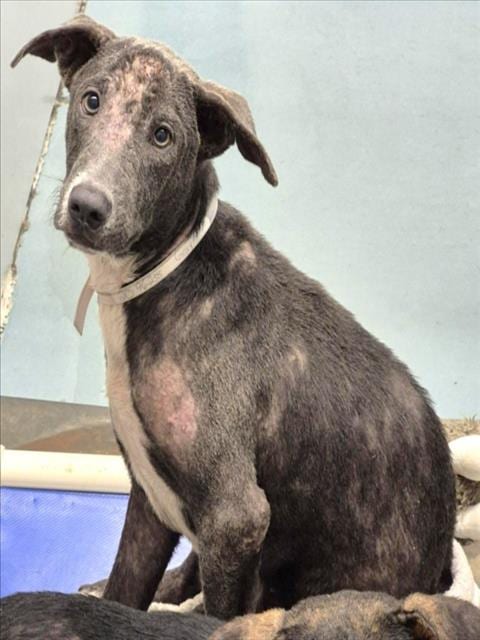 Photo of Hall, adoptable Staffordshire Bull Terrier in Houston, Texas