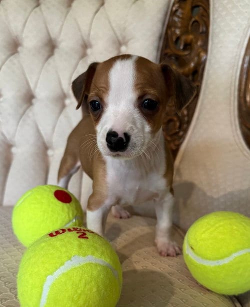Photo of Ace, adoptable Chihuahua in Mundelein, Illinois