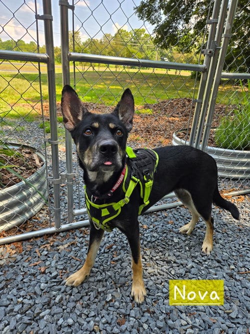 Photo of Nova, adoptable German Shepherd Dog in Albemarle, North Carolina