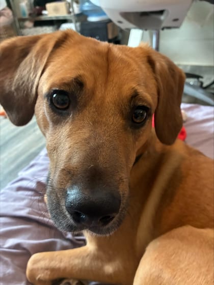 Photo of Pugsley, adoptable dog in Atlanta, Georgia