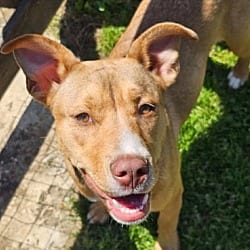Photo of Elsa, adoptable Mixed Breed (Large) in Munford, Tennessee