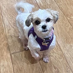Photo of Nala, adoptable Shih Tzu in Union Grove, Wisconsin