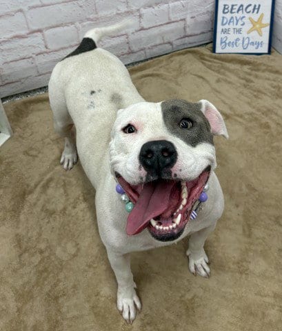 Photo of Tap Shoes, adoptable Pit Bull Terrier in Detroit, Michigan