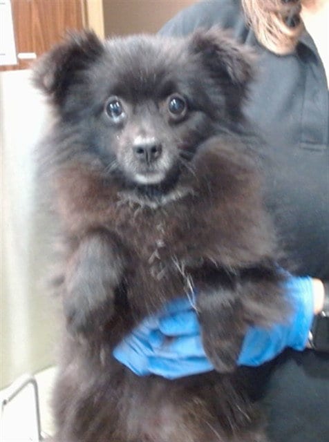Photo of Melvin, adoptable Pomeranian in San Bernardino, California