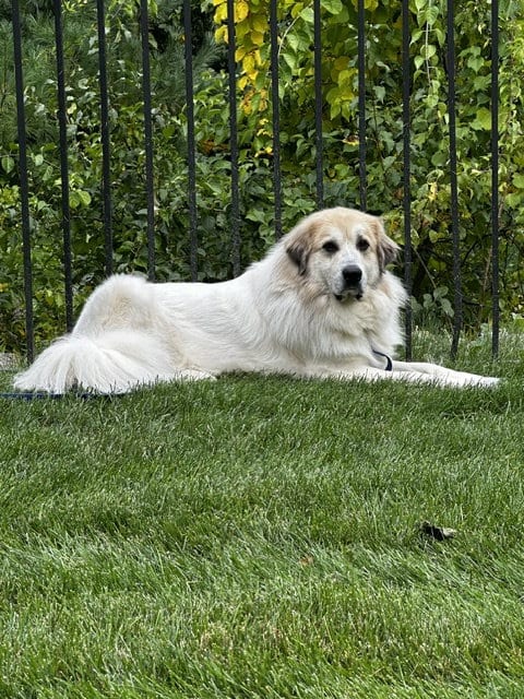 Photo of Storm, adoptable Great Pyrenees in Croydon, New Hampshire