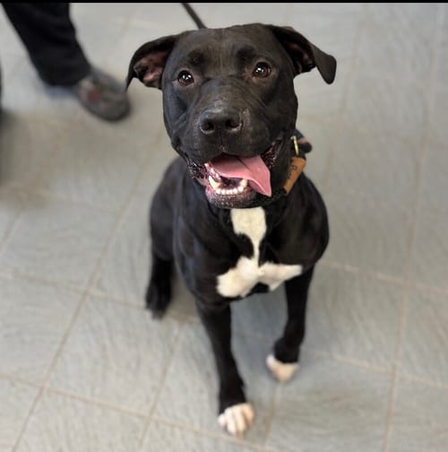 Photo of Kallie, adoptable Labrador Retriever in Princeton, Minnesota