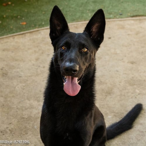 Photo of Wilbur, adoptable Labrador Retriever in Sacramento, California