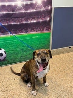Photo of Bruno, adoptable American Bulldog mix in Miami, Florida