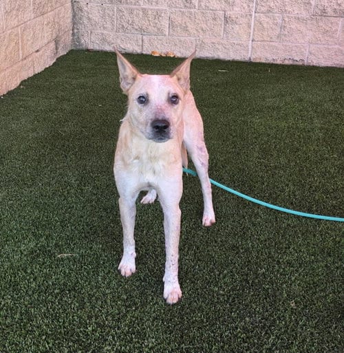 Photo of Ariel, adoptable Australian Cattle Dog/Blue Heeler in Rockwall, Texas