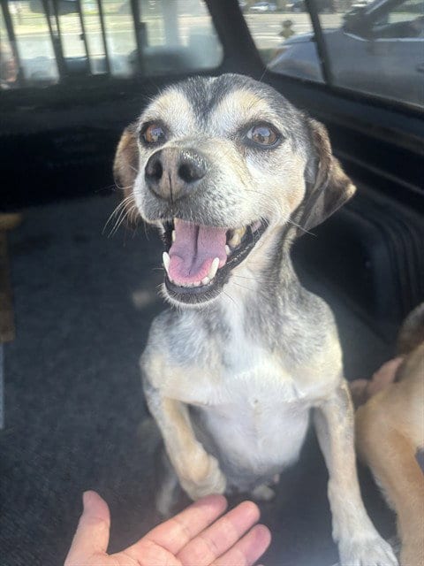Photo of A373165, adoptable Terrier in Stockton, California