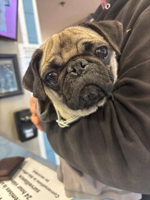 Photo of Jess, adoptable Pug in Burbank, California