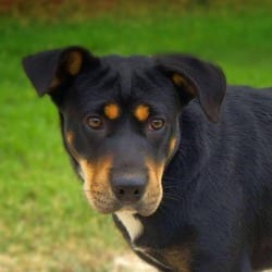 Photo of Alice JuM, adoptable Shar Pei Mixed Breed (Medium) in Hartford, Connecticut