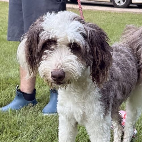 Photo of Bandit, adoptable Australian Shepherd in Yardley, Pennsylvania