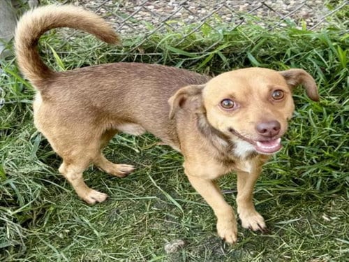 Photo of Alpha, adoptable Dachshund in Houston, Texas