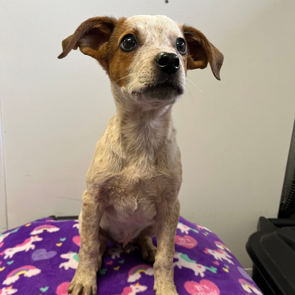Photo of Huey, adoptable Cattle Dog, Australian (Red Heeler) / Mixed Breed (Medium)