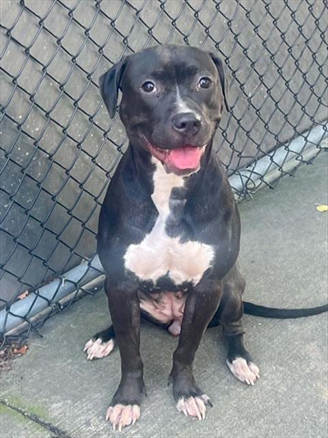 Photo of Starlet, adoptable American Pit Bull Terrier in Chicago, Illinois