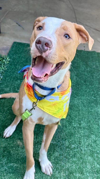 Photo of Spongebob, adoptable dog in Atlanta, Georgia