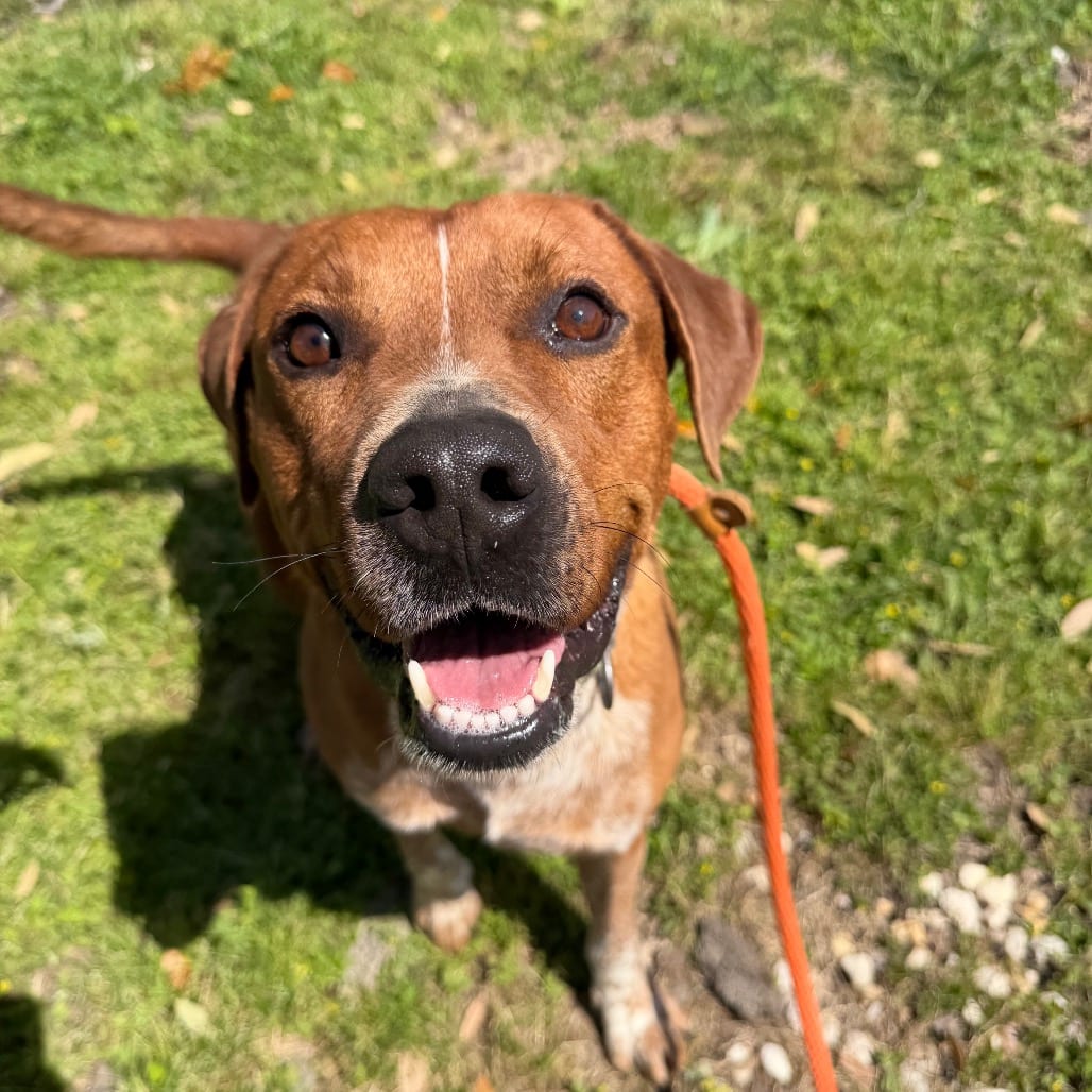 Photo of Copper, adoptable Retriever, Labrador / Cattle Dog, Australian (Red Heeler) in Ohio, Ohio
