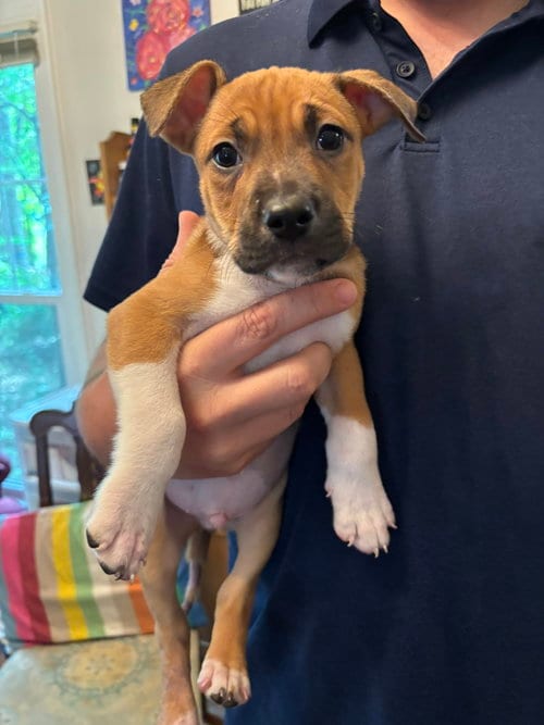 Photo of Norman (Lake Litter), adoptable American Pit Bull Terrier in Holly Springs, North Carolina