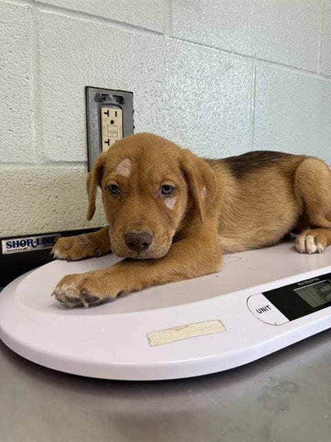 Photo of Pixel, adoptable German Shepherd Dog in Corpus Christi, Texas