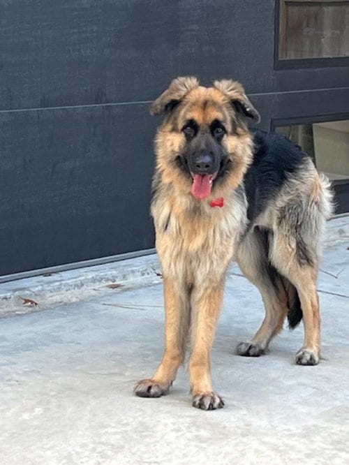 Photo of Dakota Fanning, adoptable German Shepherd Dog in Denver, Colorado