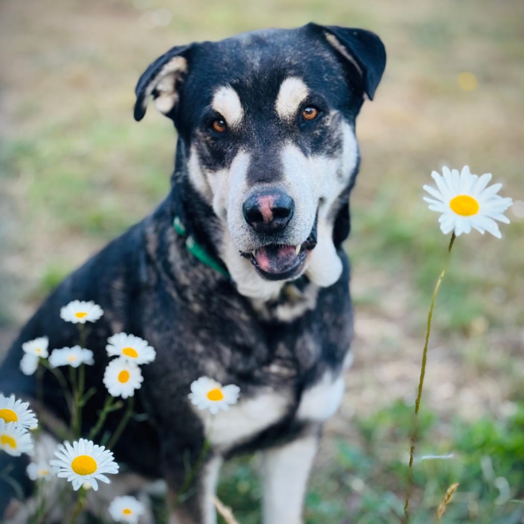 Photo of Grover, adoptable Husky, Siberian / Shepherd, German in Jackson County, Oregon