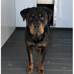 Photo of Bumper, adoptable Rottweiler in San Bernardino, California