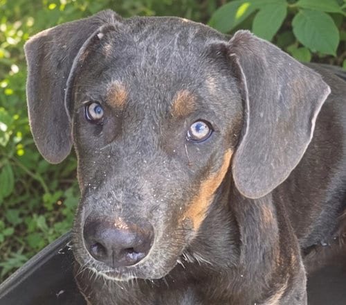 Photo of Blue Cheese, adoptable Shepherd in Canton, Connecticut