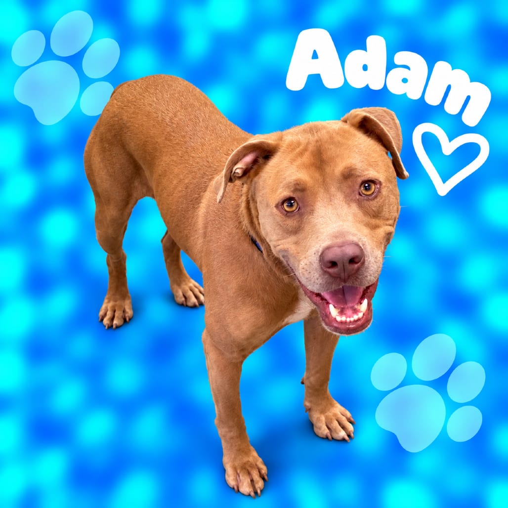 Photo of Adam, adoptable dog
