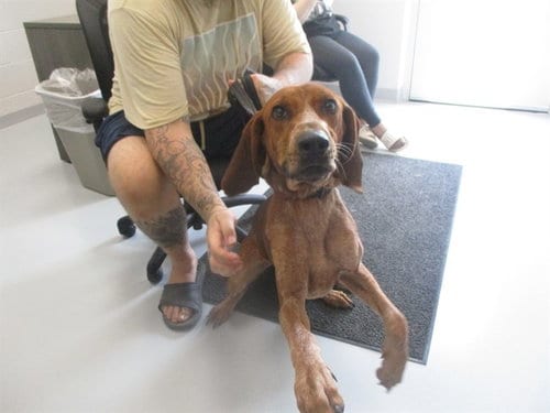 Photo of Alani, adoptable Redbone Coonhound in Ocala, Florida