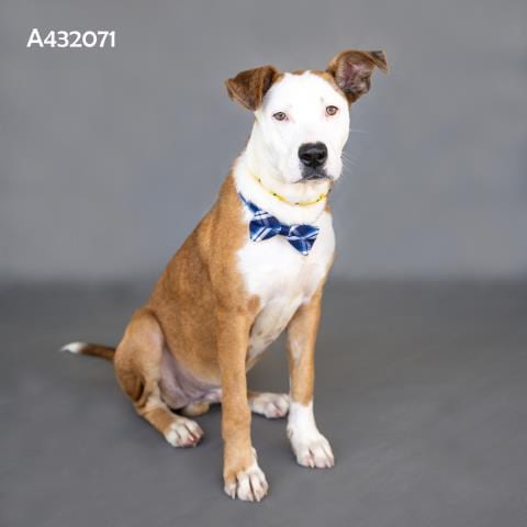 Photo of Jeremy, adoptable Pit Bull Terrier in Conroe, Texas