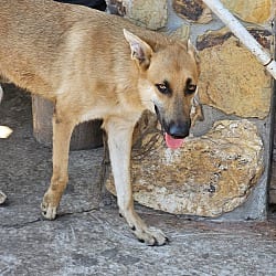 Photo of Frodo, adoptable German Shepherd Dog in Riverview, Florida