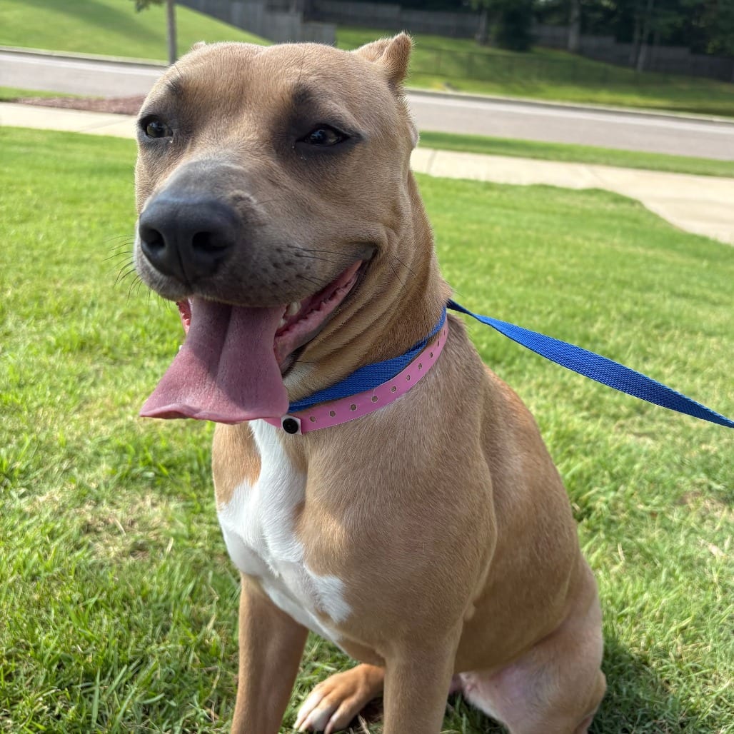 Photo of Nina, adoptable Mixed Breed (Medium)