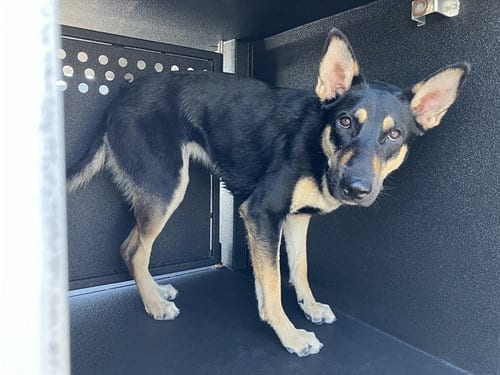 Photo of Octavia, adoptable German Shepherd Dog in Long Beach, California