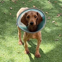 Photo of Niblet Noodle 0592, adoptable Poodle (Miniature) in Loxahatchee, Florida