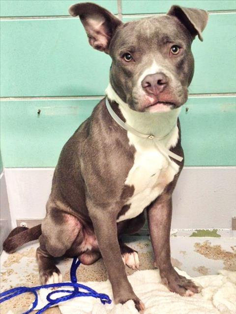 Photo of Spike, adoptable Staffordshire Bull Terrier in Houston, Texas