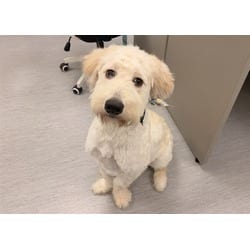 Photo of Annabelle, adoptable Poodle (Standard) in Colorado Springs, Colorado